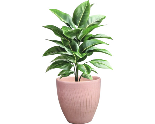 Zimmerpflanze im Topf