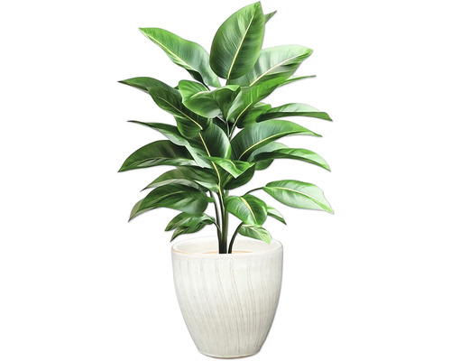 Zimmerpflanze im Topf