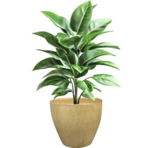 Zimmerpflanze im Topf