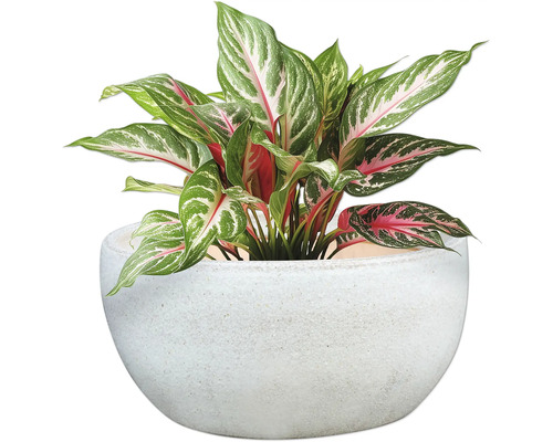 Chinesisches Schilf im Topf als Zimmerpflanze