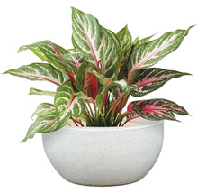 Aglaonema Zimmerpflanze in einem Topf