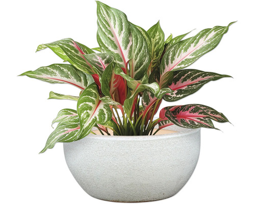 Aglaonema Zimmerpflanze in einem Topf