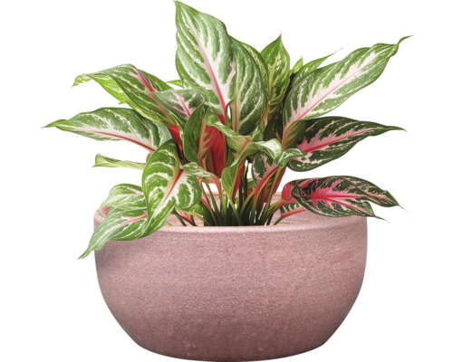Aglaonema Zimmerpflanze im Topf