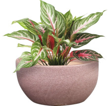 Chinesisches Schilf in einem Pflanzgefäß