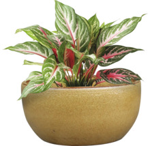 Chinesisches Schilf im Keramiktopf als Zimmerpflanze