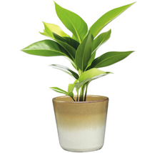 Zimmerpflanze im Topf