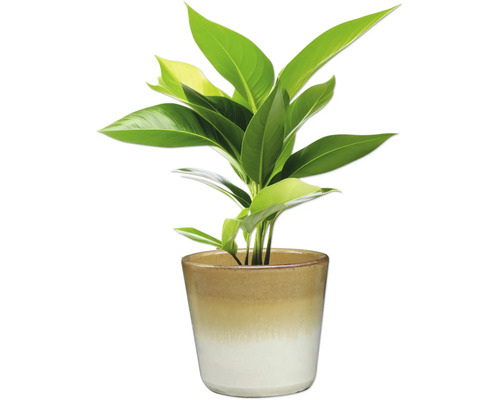 Zimmerpflanze im Topf