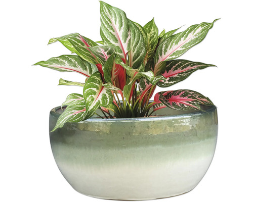 Chinesisches Schilf im Topf