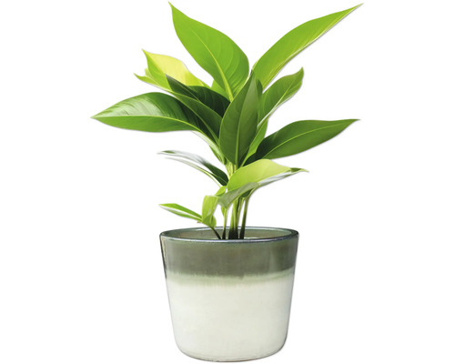 Zimmerpflanze in einem Topf