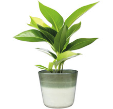 Zimmerpflanze in einem Topf