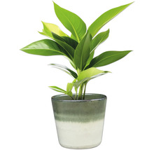 Zimmerpflanze in einem Topf