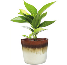 Zimmerpflanze im Topf