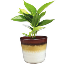 Zimmerpflanze in einem dekorativen Blumentopf