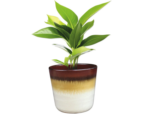 Zimmerpflanze in einem dekorativen Blumentopf