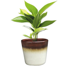 Zimmerpflanze im Topf