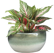 Chinesisches Schilf im Topf