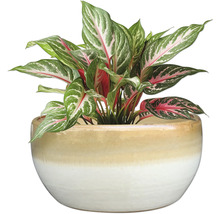 Aglaonema Zimmerpflanze in Topf