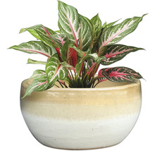 Aglaonema Zimmerpflanze im Topf