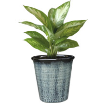 Dieffenbachia Zimmerpflanze in einem Topf