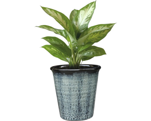 Dieffenbachia Zimmerpflanze in einem Topf