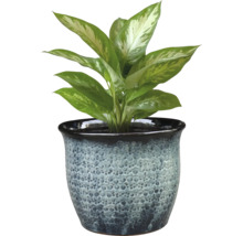 Dieffenbachia Pflanze in dekorativem Übertopf für den Innenbereich