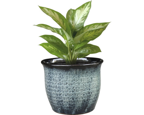 Dieffenbachia Pflanze in dekorativem Übertopf für den Innenbereich