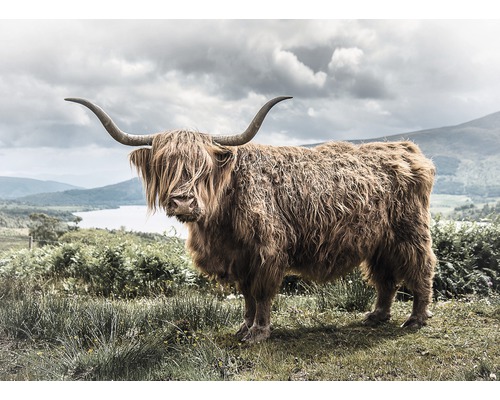 Leinwandbild Highland Cattle 84x116cm