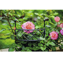 Rose, die auf einer Rankhilfe wächst.