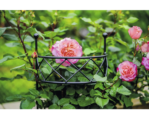 Rose, die auf einer Rankhilfe wächst.