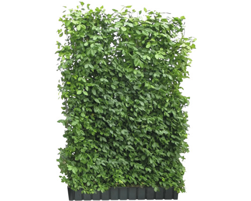 Künstliche Hecke mit grünen Blättern im Pflanzkasten