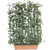 Efeu Pflanzenwand in Pflanzkasten