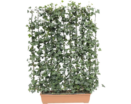 Efeu Pflanzenwand in Pflanzkasten