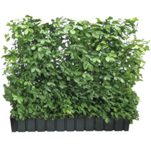 Heckenpflanze im Pflanzkasten zur Dekoration und als Sichtschutz