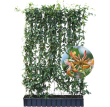 Im Bild ist eine Heckenpflanze im Pflanzkasten mit Rankhilfe zu sehen.