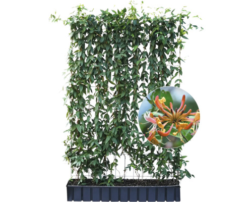 Im Bild ist eine Heckenpflanze im Pflanzkasten mit Rankhilfe zu sehen.