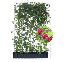 Schisandra chinensis an einem Rankgitter mit Früchten