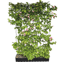 Kiwi-Pflanze an einem Spalier im Topf