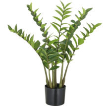 Zamioculcas Zimmerpflanze im Topf