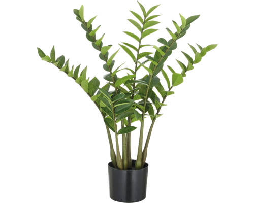 Zamioculcas Zimmerpflanze im Topf