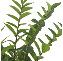 Nahaufnahme von Zweigen mit Blättern