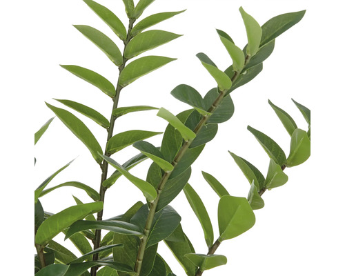 Nahaufnahme von Zweigen mit Blättern