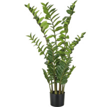 Zamioculcas Zimmerpflanze in einem Topf