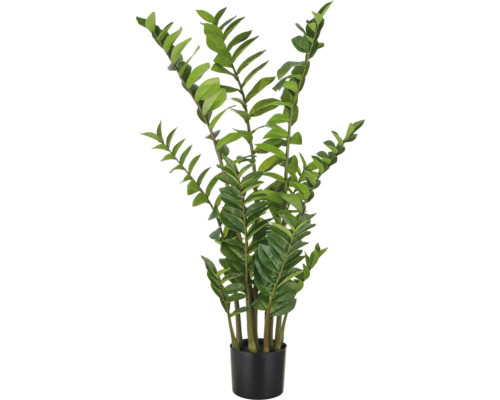 Zamioculcas Zimmerpflanze in einem Topf