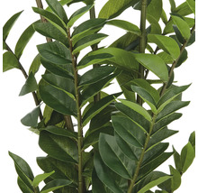 Zamioculcas Zimmerpflanze mit grünen Blättern.