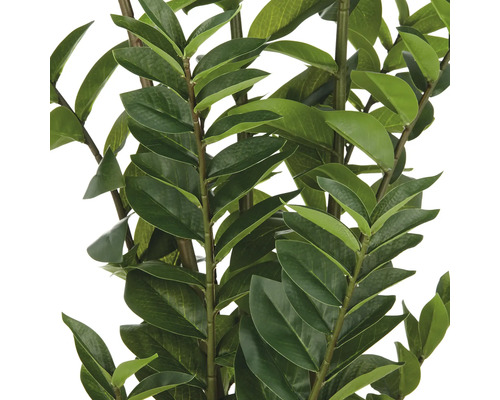 Zamioculcas Zimmerpflanze mit grünen Blättern.