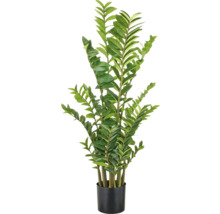 Zamioculcas Zimmerpflanze in schwarzem Topf