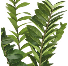 Zamioculcas-Zweig mit Blättern