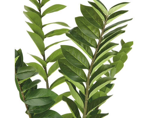 Zamioculcas-Zweig mit Blättern