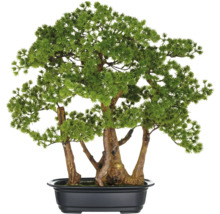 Bonsai-Baum in schwarzem Pflanzgefäß