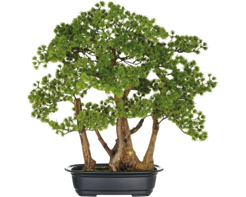 Bonsai-Baum in schwarzem Pflanzgefäß